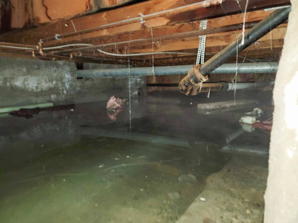 Best Water damage restoration services  in Neodesha, KS